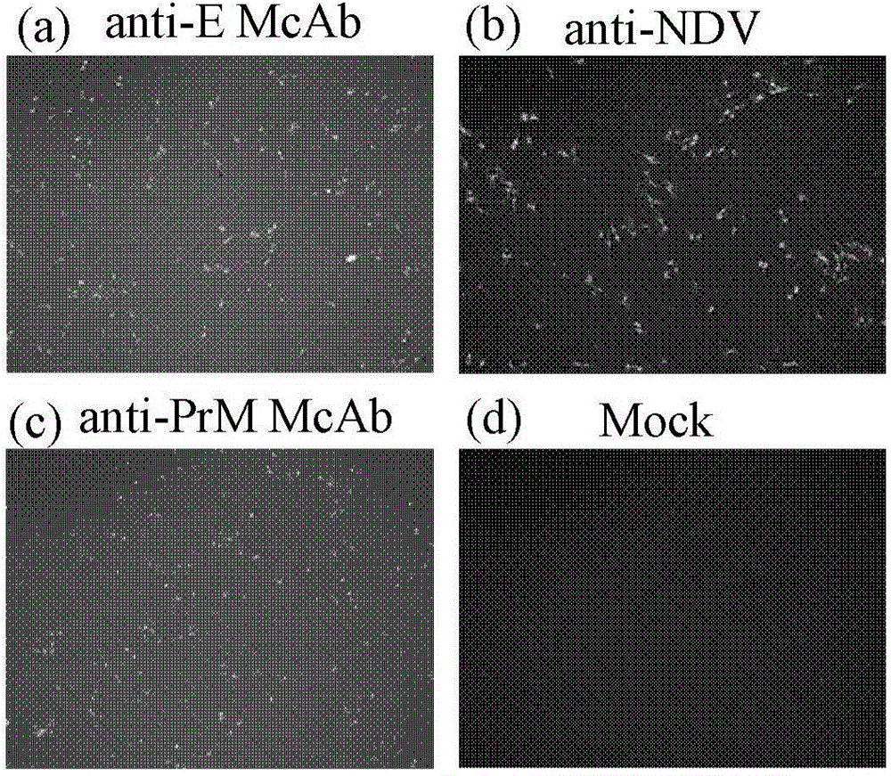 Recombinant Newcastle disease LaSota vaccine strain for expressing West Nile virus (WNV) PrM/E protein