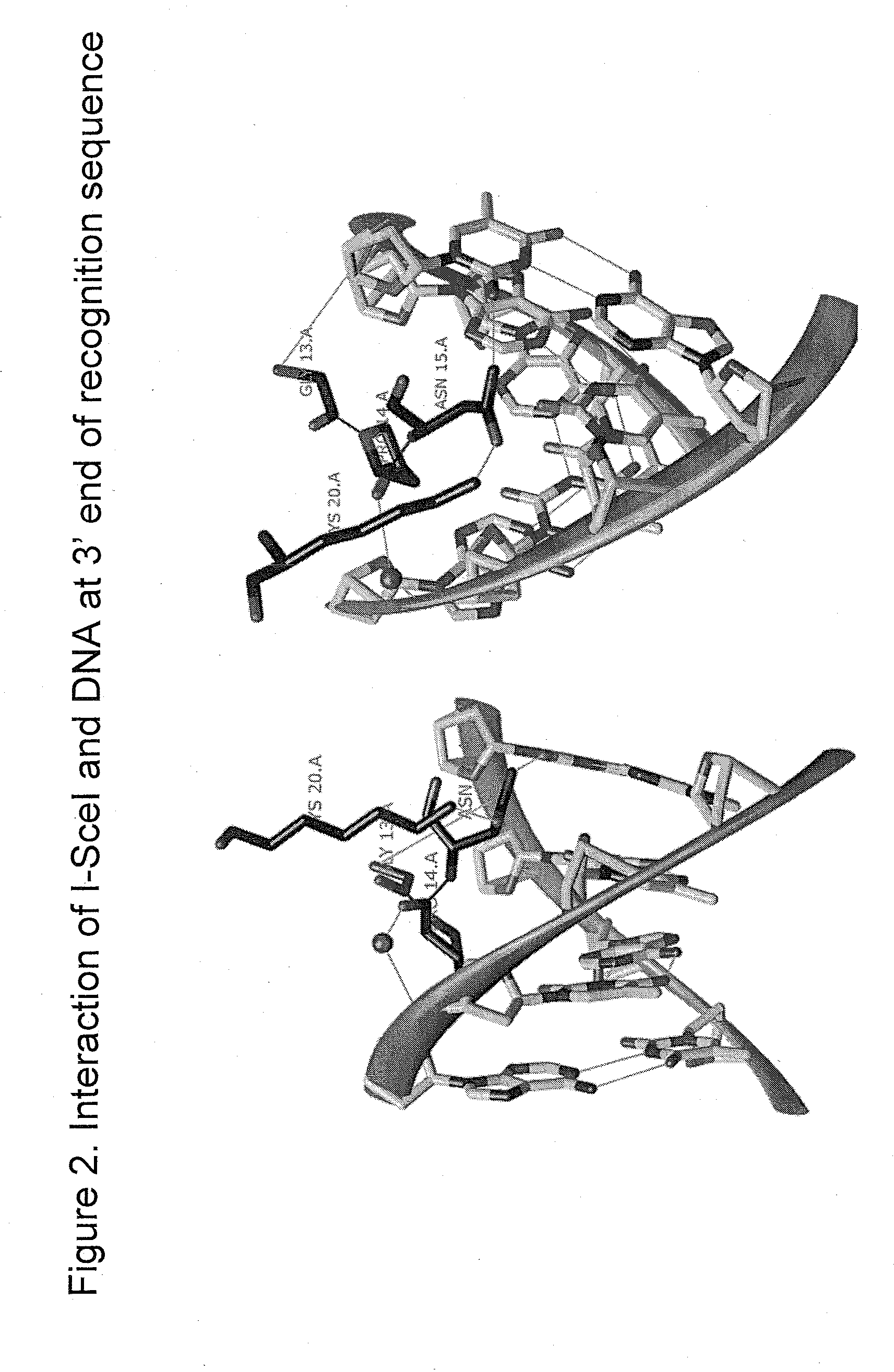 Compositions and methods for inhibiting endogenous immunoglobulin genes and producing transgenic human idiotype antibodies