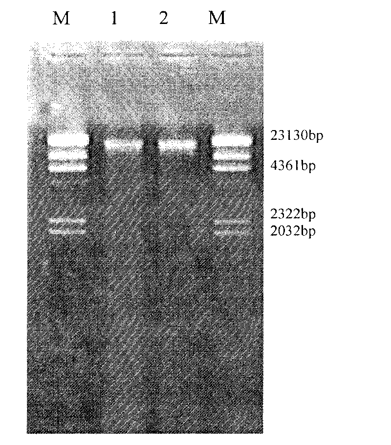 Method for rapidly detecting kinds of lactobacillus in fermented dairy product