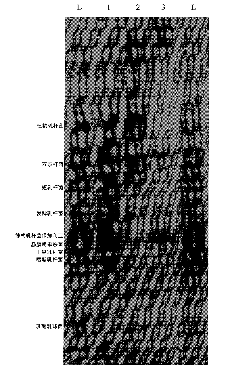 Method for rapidly detecting kinds of lactobacillus in fermented dairy product