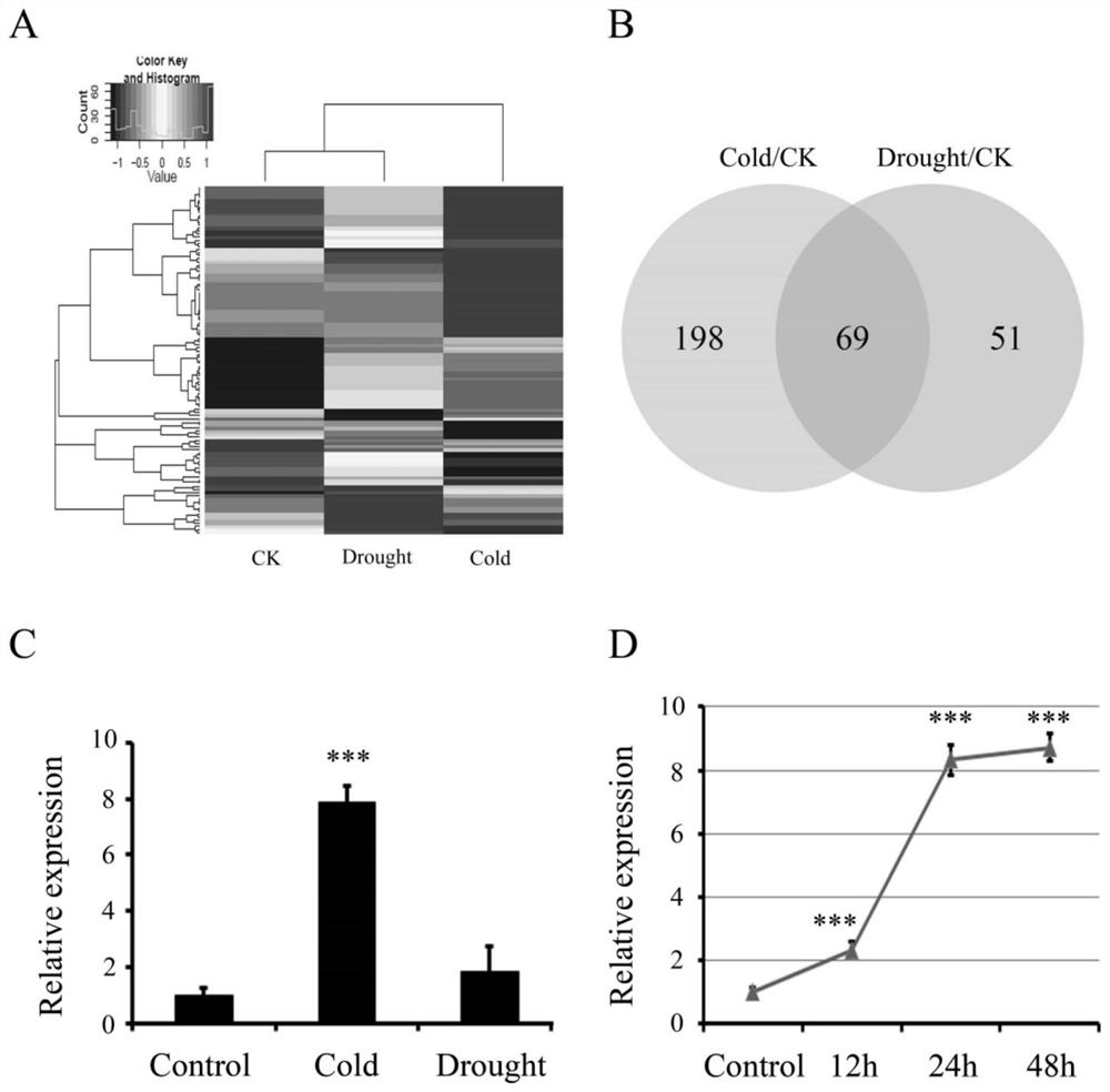 LncRNA and application thereof