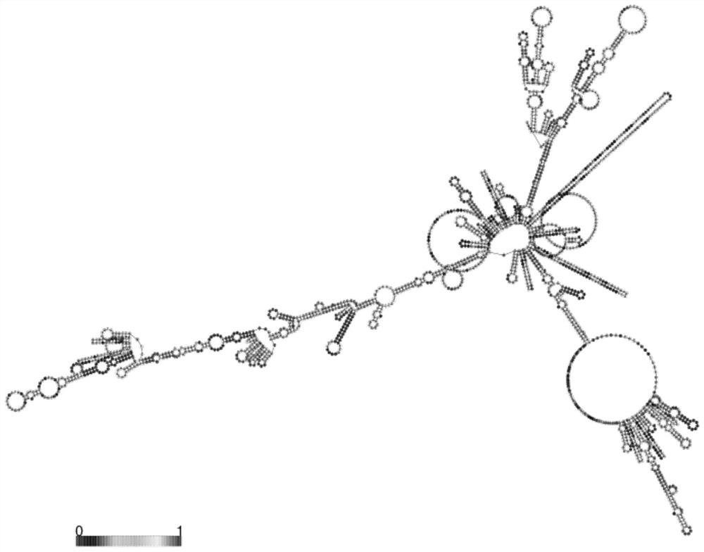 LncRNA and application thereof