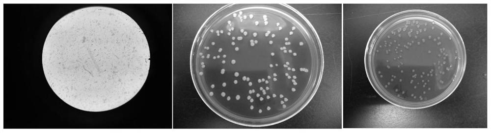 Standard strain of Yersinia enterocolitica containing specific molecular targets and its detection and application