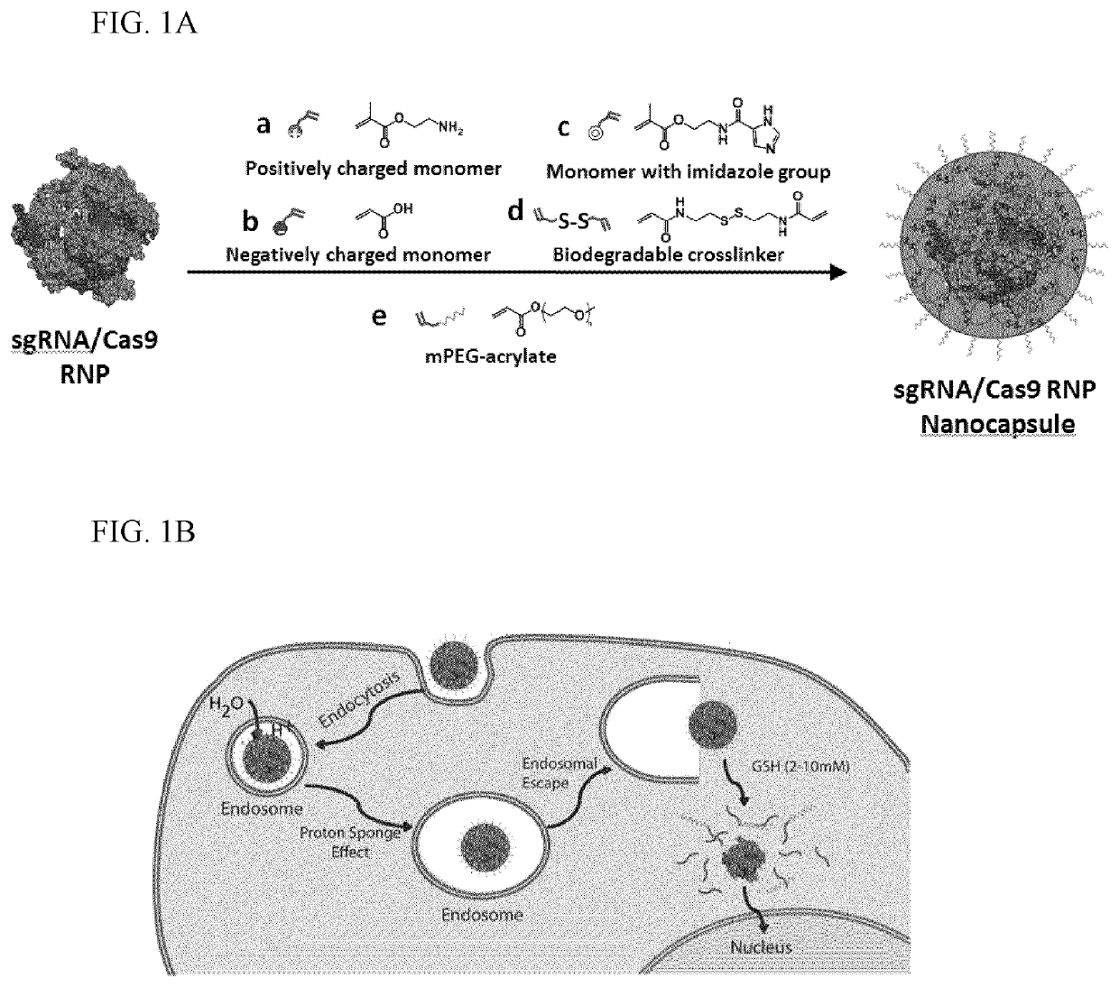 Nanocapsule delivery system for ribonucleoproteins