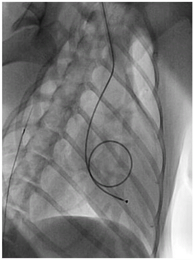 A minimally invasive intervention method for establishing a heart failure animal model