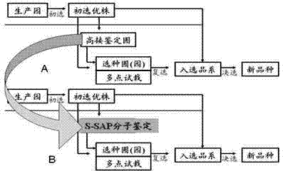 Apple seed selection method based on bud mutation