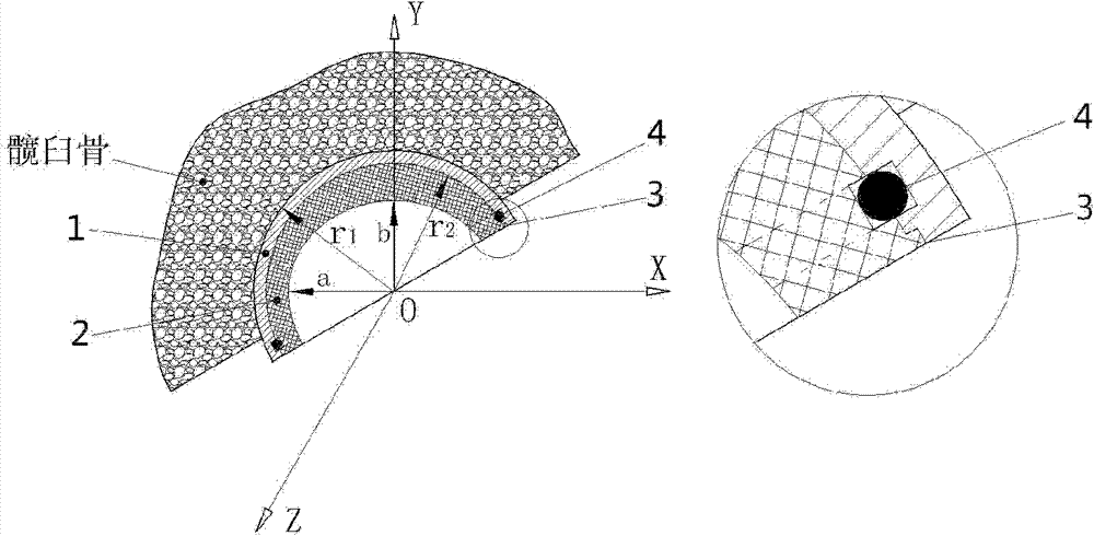 Acetabular prosthesis of artificial hip joint with rotational ellipsoid joint interface