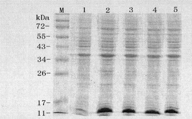 Immunocontraceptive synthetic peptide and immunocontraceptive chimeric peptide and application thereof