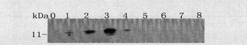 Immunocontraceptive synthetic peptide and immunocontraceptive chimeric peptide and application thereof