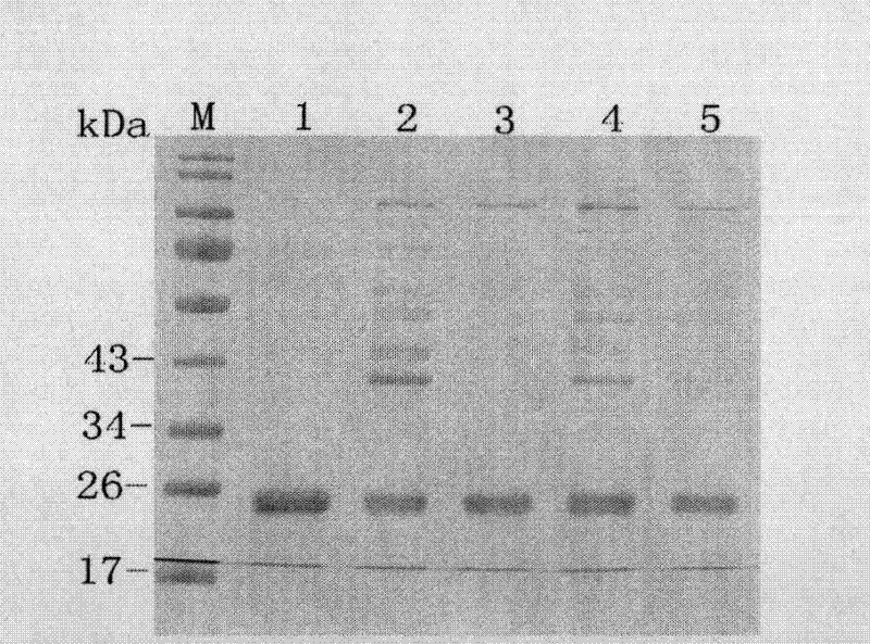 Immunocontraceptive synthetic peptide and immunocontraceptive chimeric peptide and application thereof