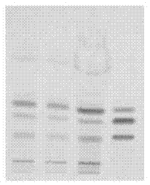 Detection method for effective components of astragalus Salvia Miltiorrhiza qi-benefiting dropping pill