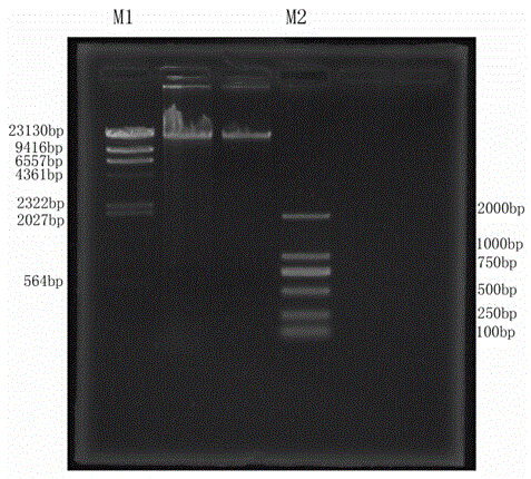 Method for developing genome simple sequence repeats (SSR) molecular marker