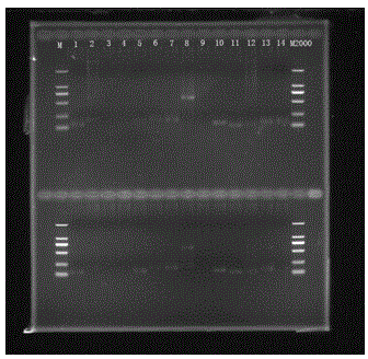 Method for developing genome simple sequence repeats (SSR) molecular marker