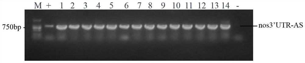 Construction of a protein tag vector and its expression and detection method