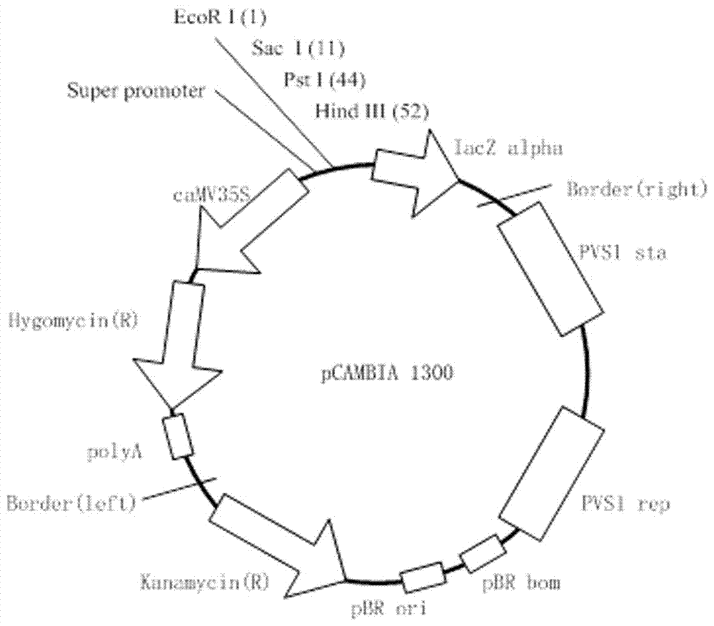 Method of improving phosphorus-enriching ability of aquatic plant