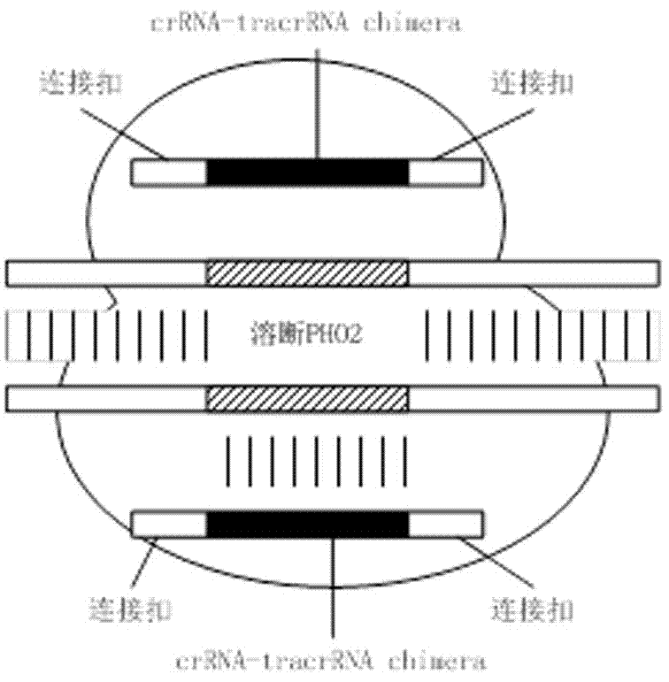 Method of improving phosphorus-enriching ability of aquatic plant