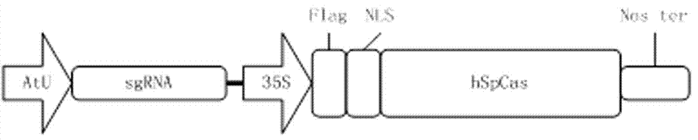 Method of improving phosphorus-enriching ability of aquatic plant