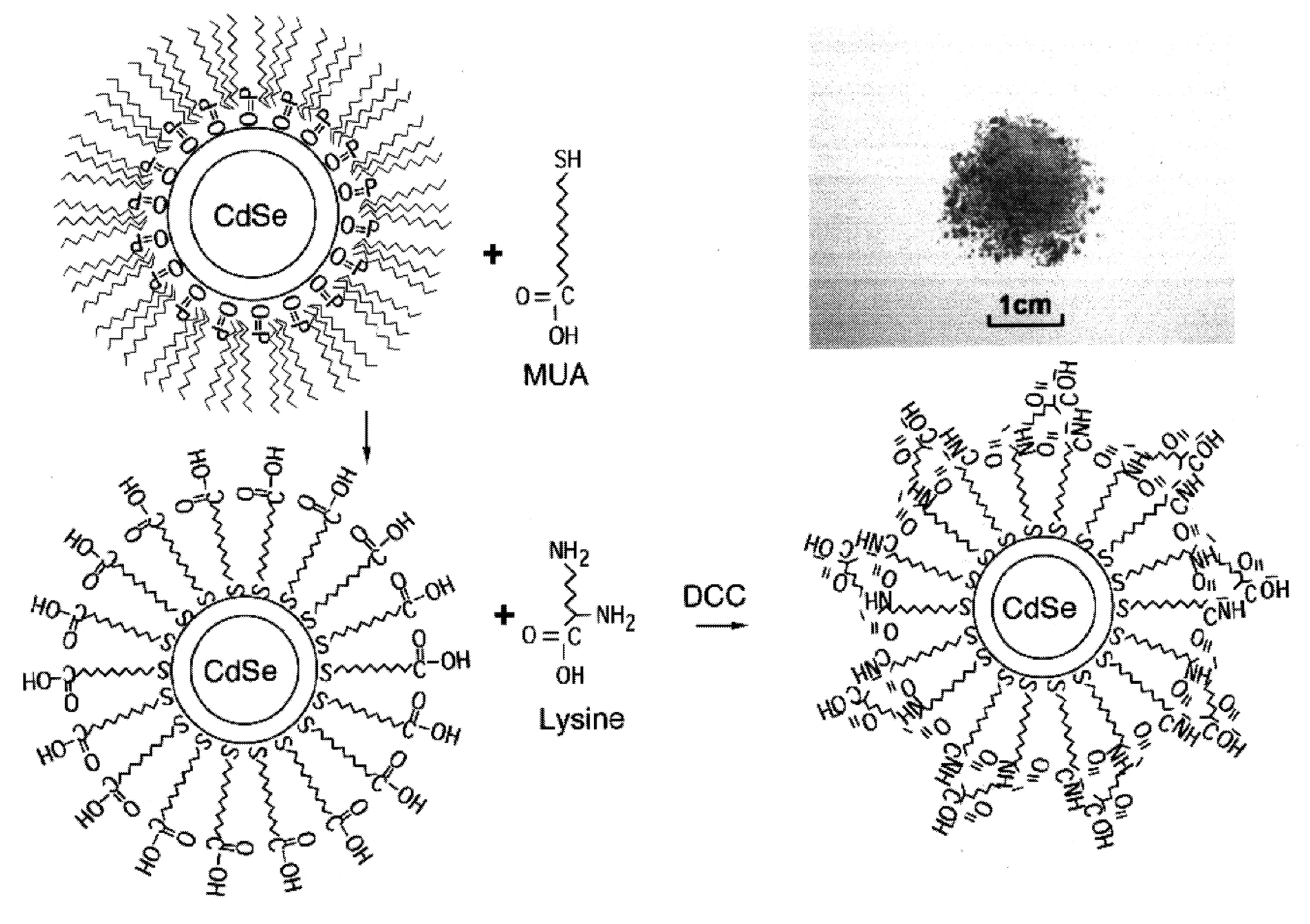 Stable, water-soluble quantum dot, method of preparation and conjugates thereof