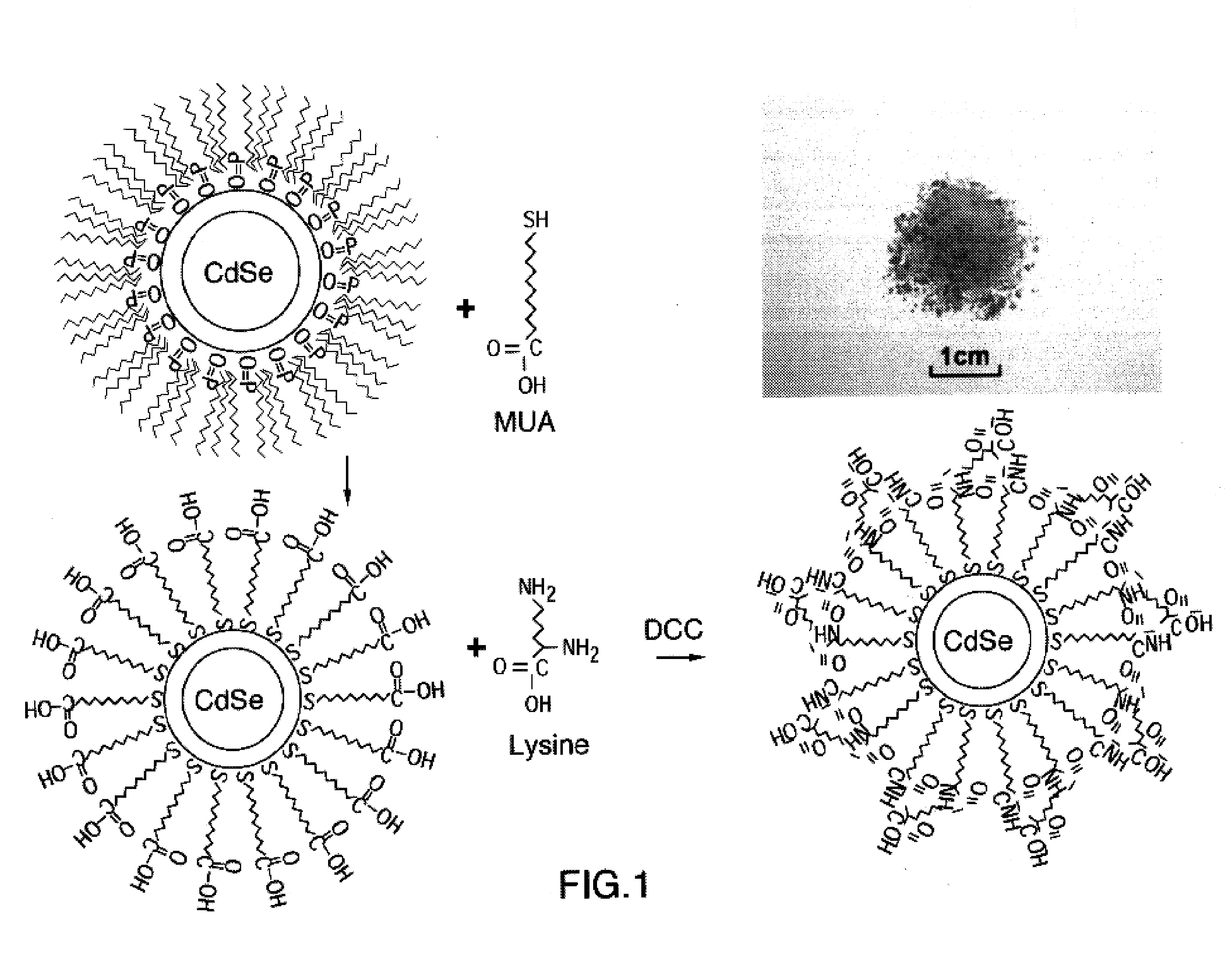 Stable, water-soluble quantum dot, method of preparation and conjugates thereof