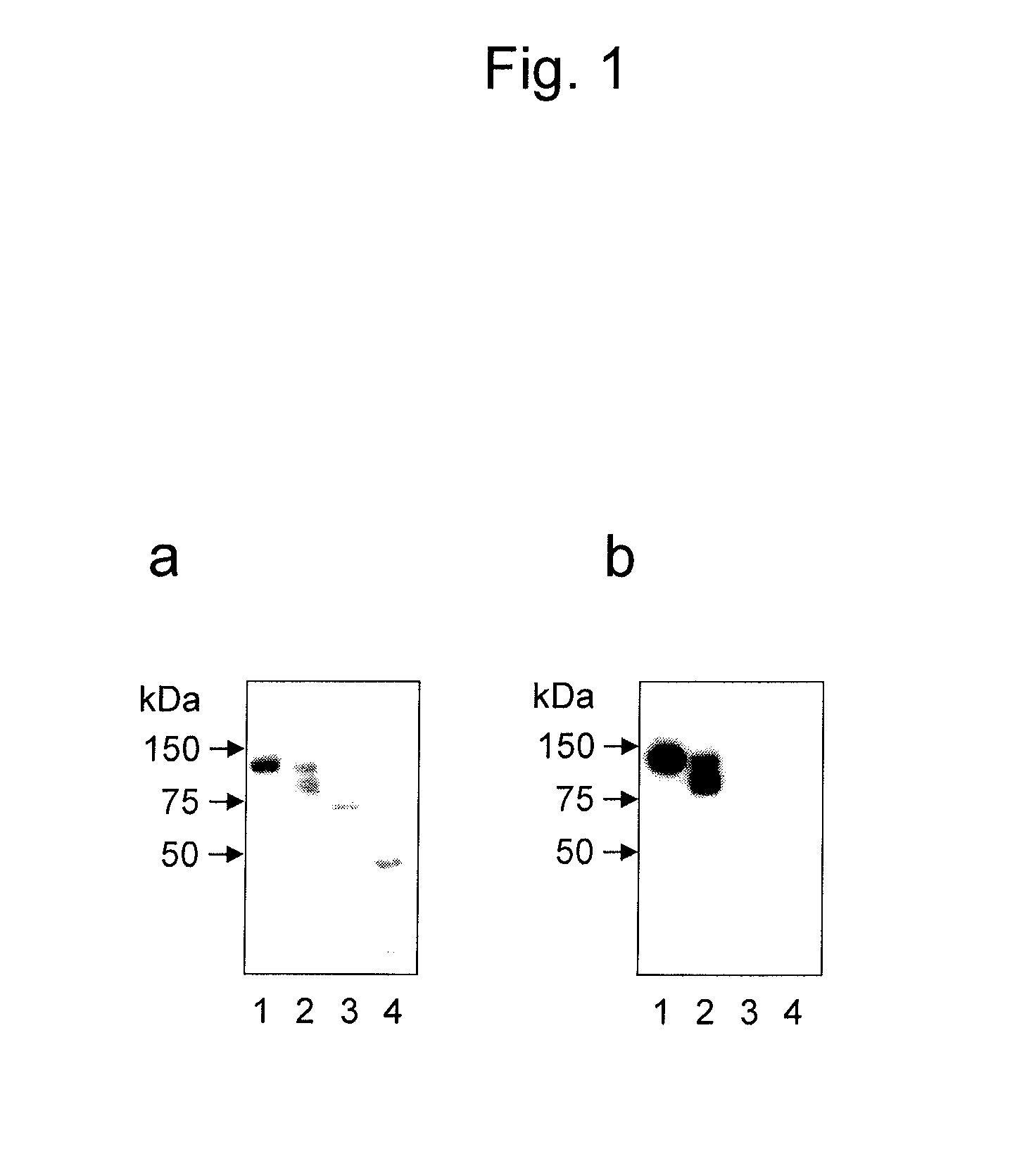 Antibody for detecting epithelial ovarian cancer marker and method for diagnosing epithelial ovarian cancer