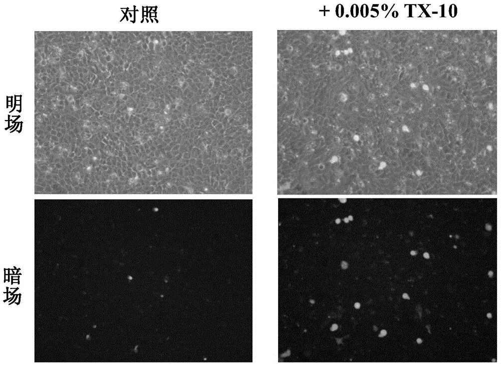 Efficient HaCaT cell transfection method