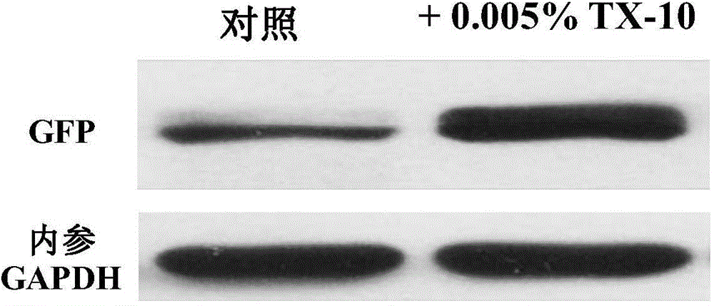 Efficient HaCaT cell transfection method