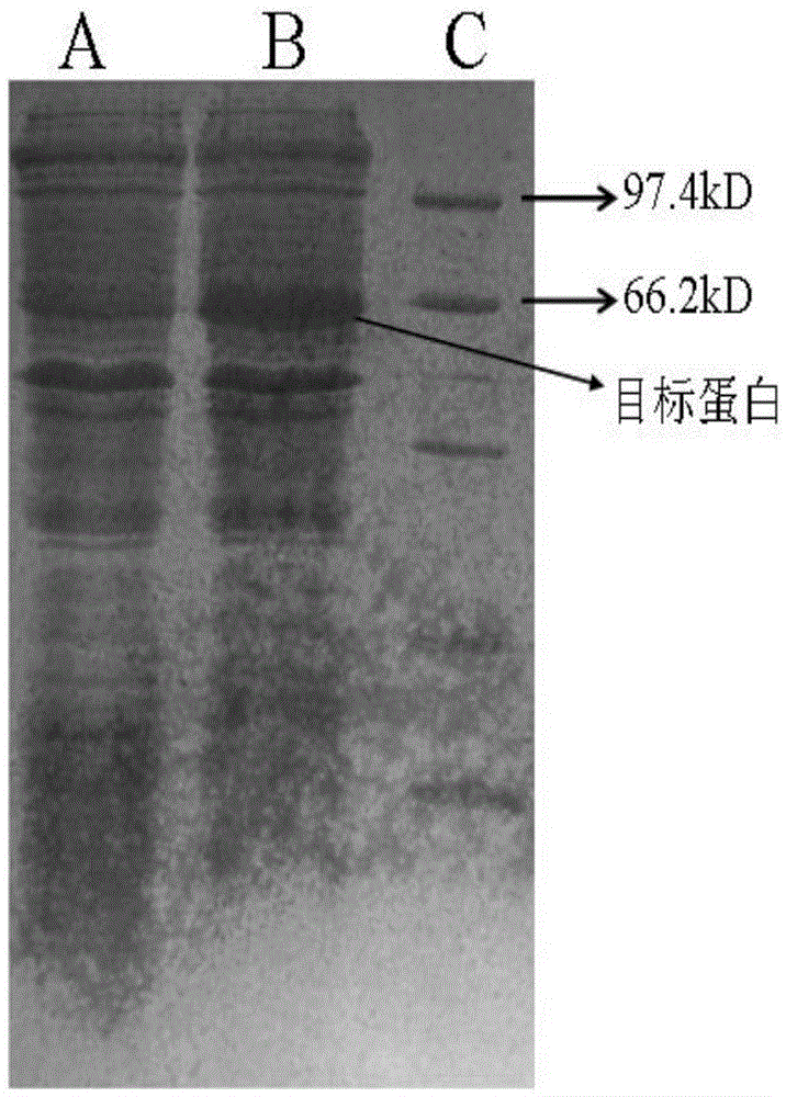 an antibacterial protein