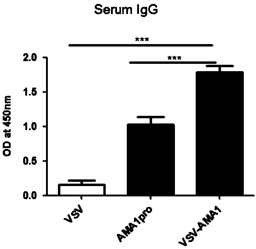 Preparation method of viral vaccine expressing plasmodium ovale AMA1 protein