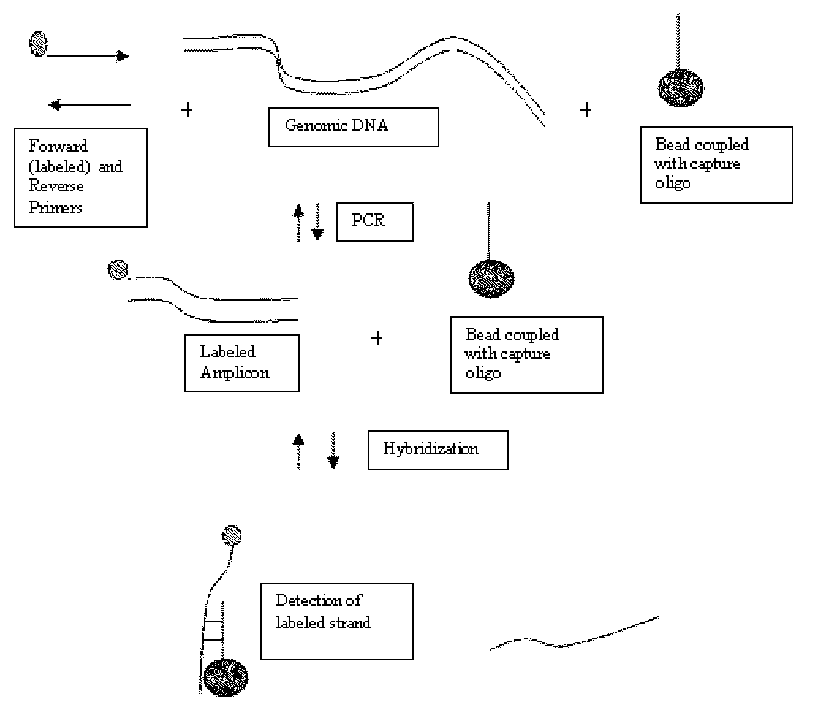 Systems and methods for multiplex analysis of PCR in real time