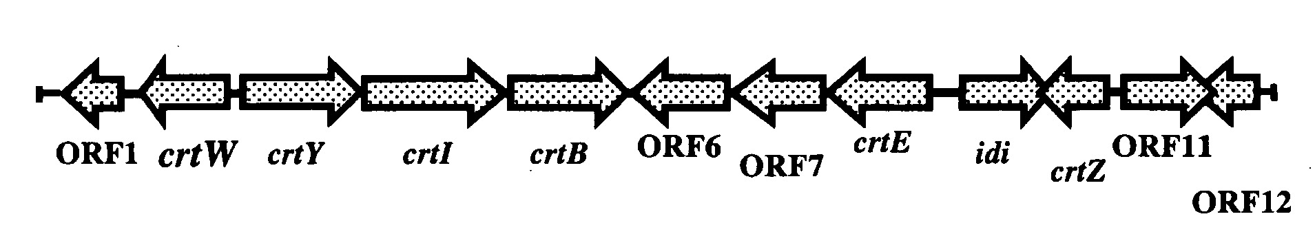 Method of Producing Astaxanthin or Metabolic Product Thereof by Using Carotenoid Ketolase and Carotenoid Hydroxylase Genes