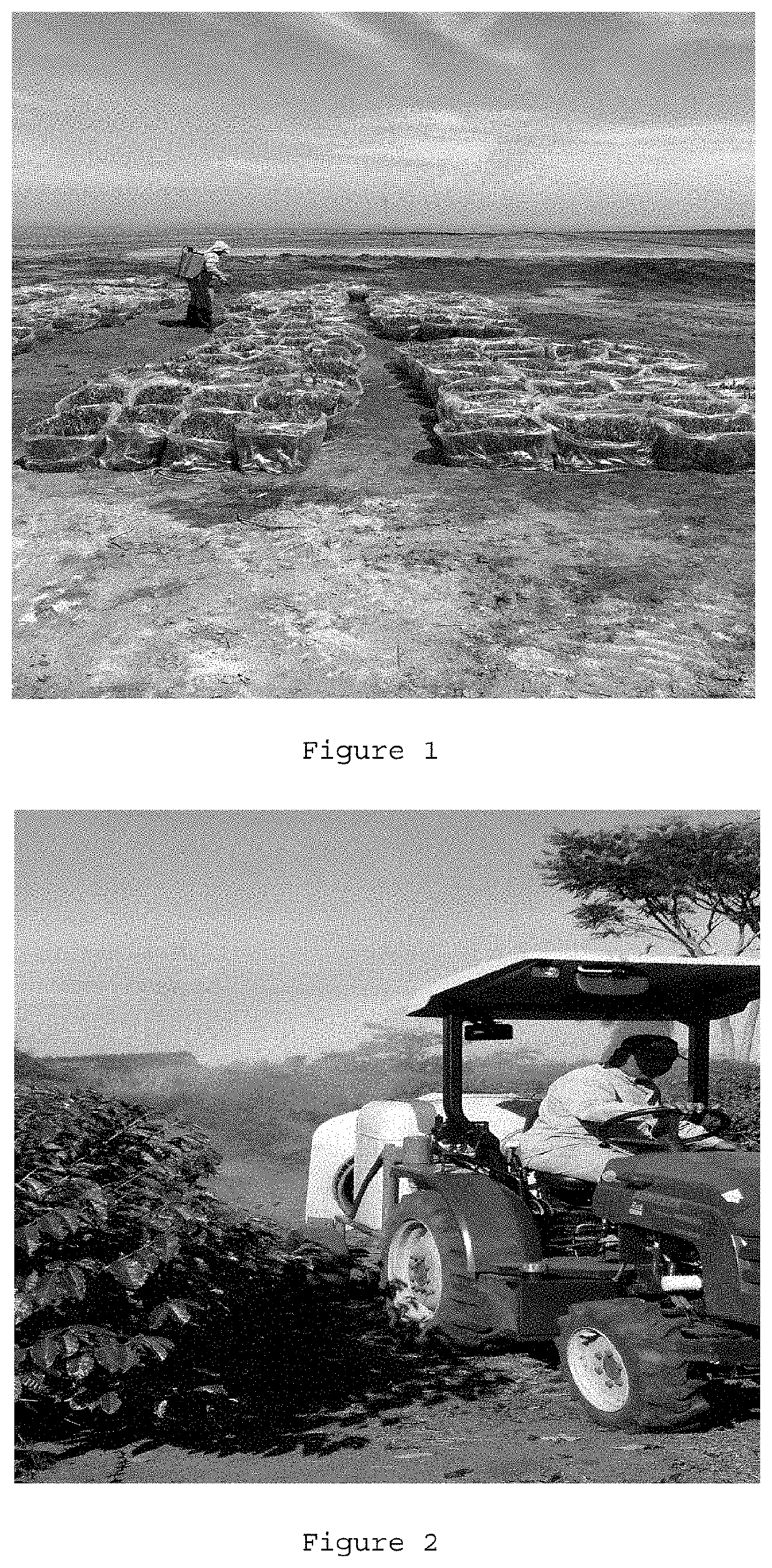 Process for obtaining a liquid foliar fertilizer and liquid foliar fertilizer composition