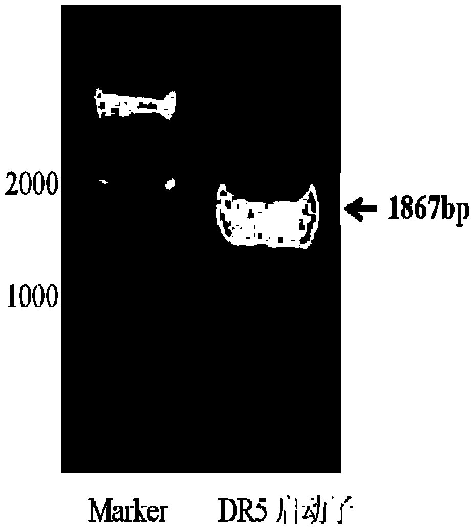 Screening system of anti-tumor drugs based on TRAIL receptor signal channel