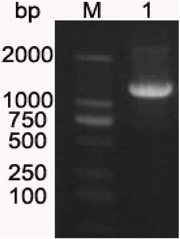 Site-directed mutagenesis escherichia coli DNA photolyase and construction method thereof