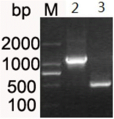 Site-directed mutagenesis escherichia coli DNA photolyase and construction method thereof