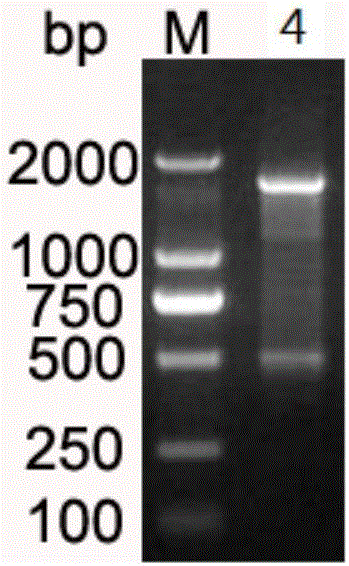 Site-directed mutagenesis escherichia coli DNA photolyase and construction method thereof