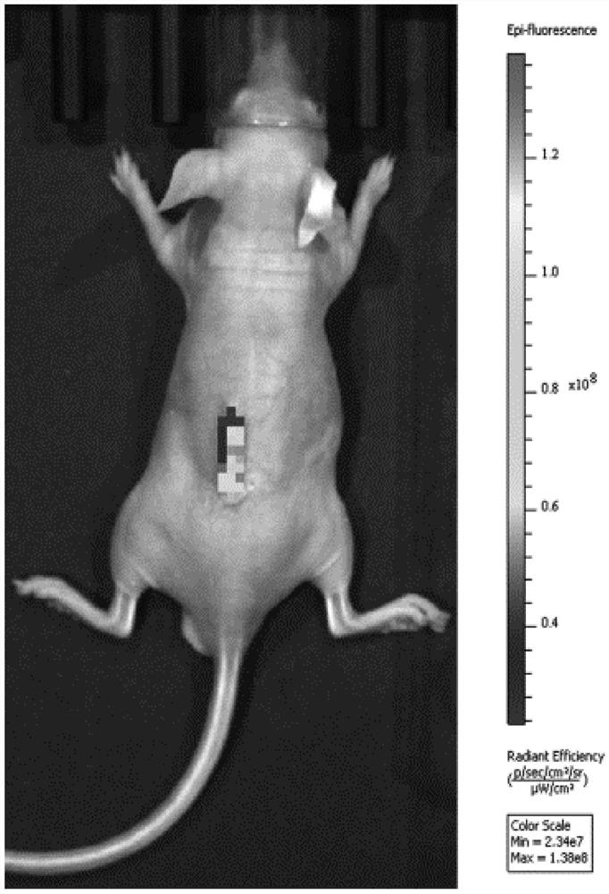 A multi-channel conductive nerve repair catheter with fluorescent properties and its preparation method