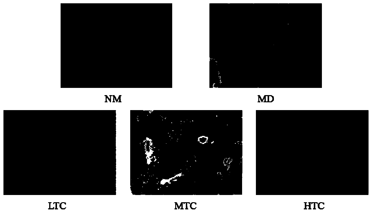 Medicinal Tamarix chinensis extract and application thereof