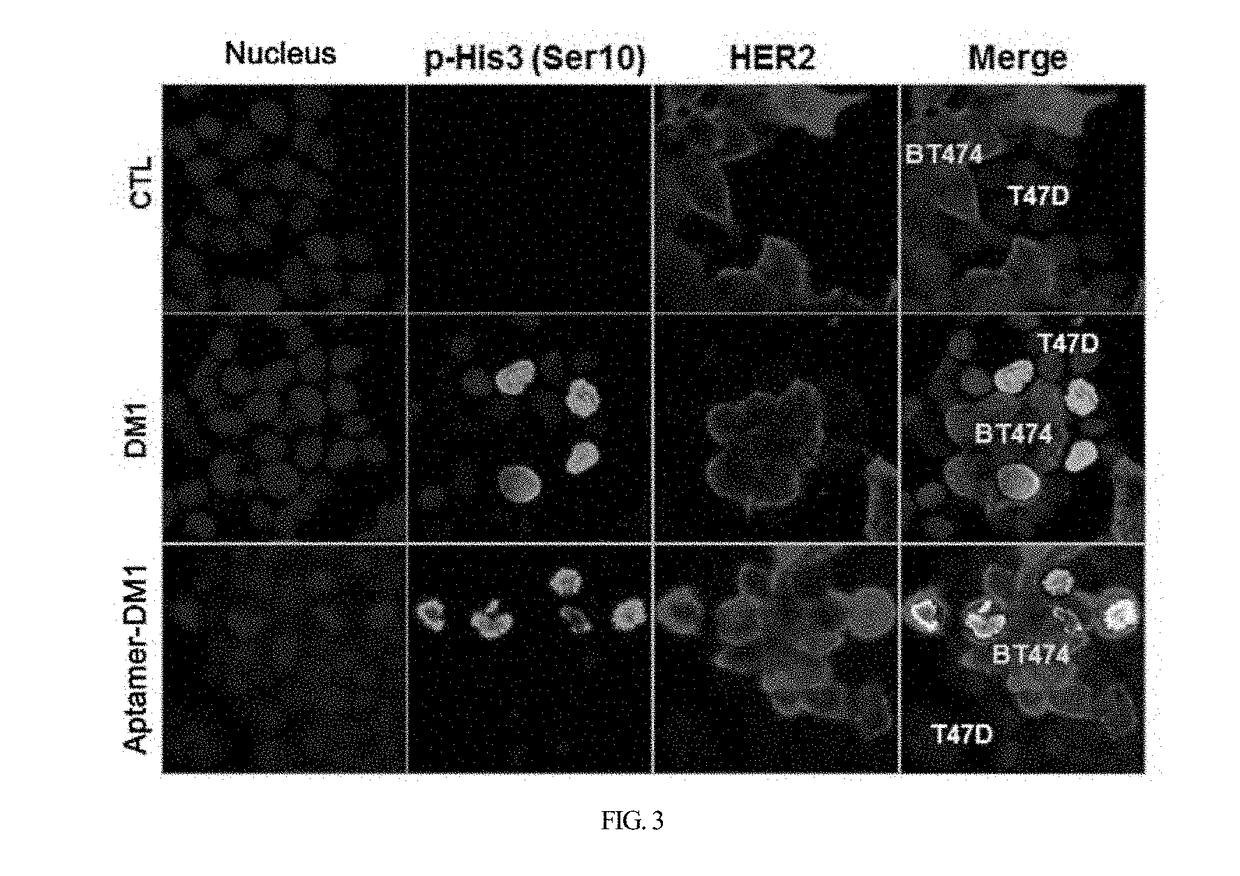 HER2 aptamer-anticancer drug complex for cancer cell chemotherapy