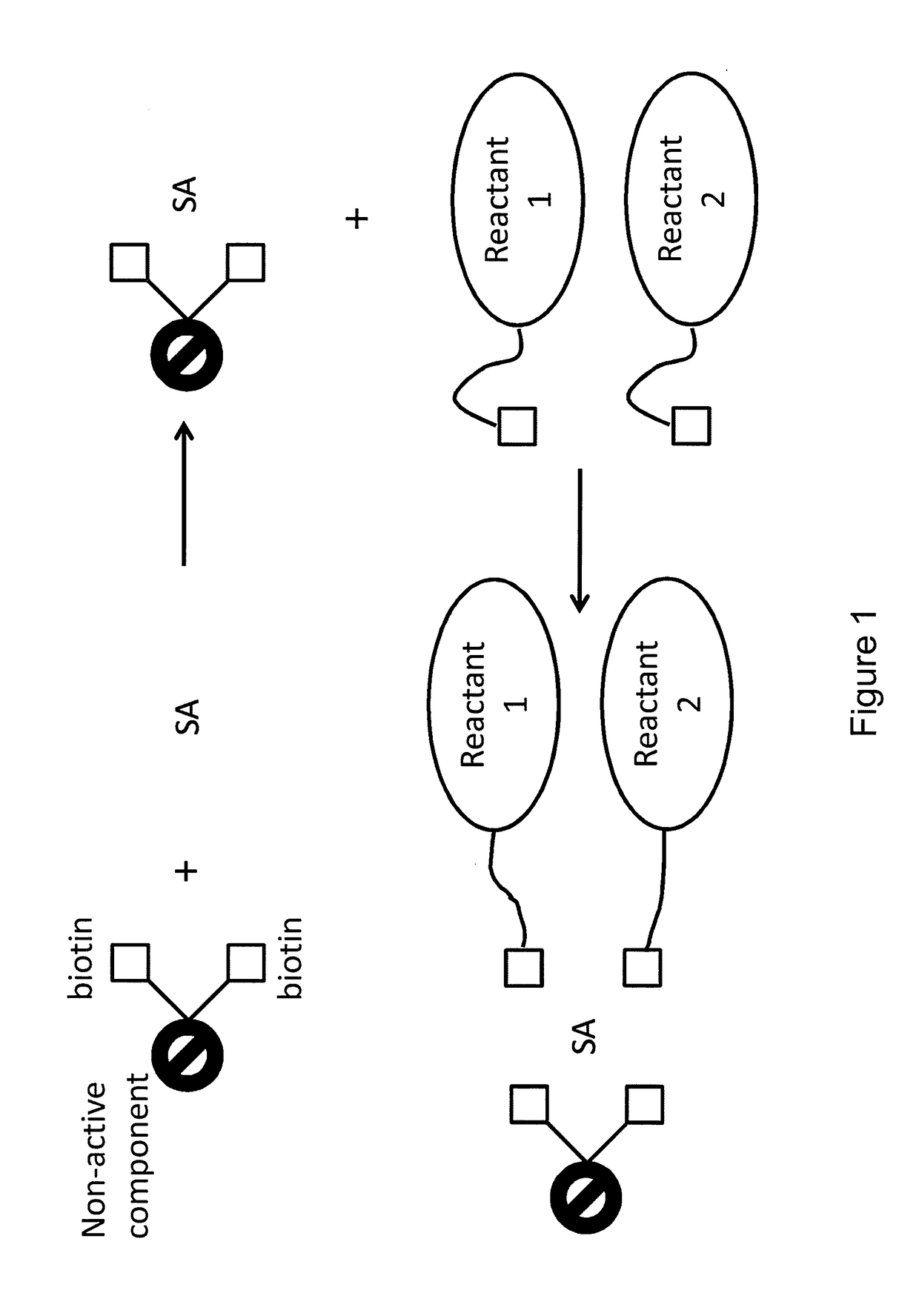 Bis-biotinylation tags