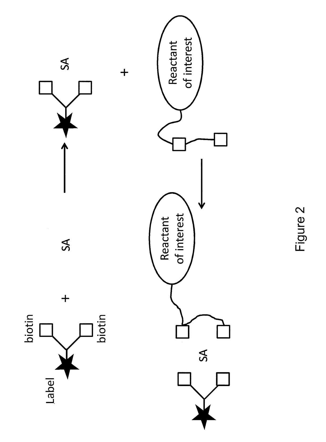 Bis-biotinylation tags