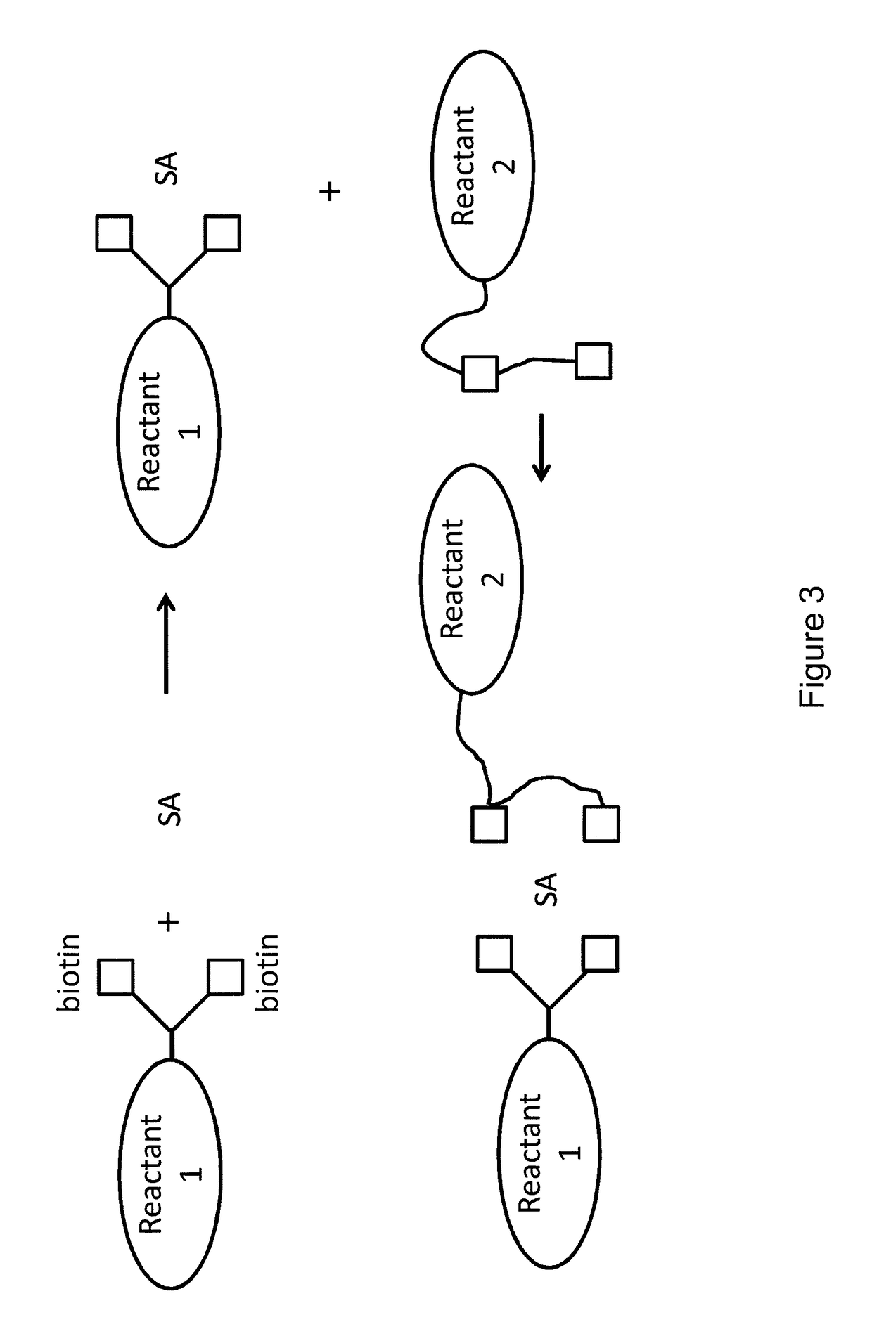 Bis-biotinylation tags