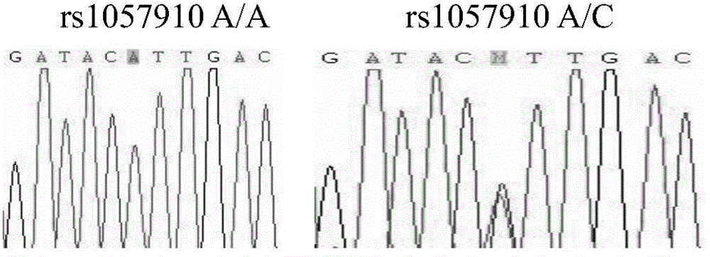 Kit and method for determining genotype of predetermined SNP (single nucleotide polymorphisms) locus of DNA (deoxyribonucleic acid) sample to be detected