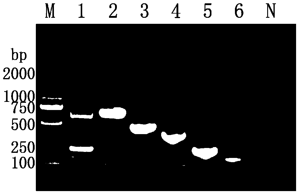 Potato virus detection primers and potato virus detection method