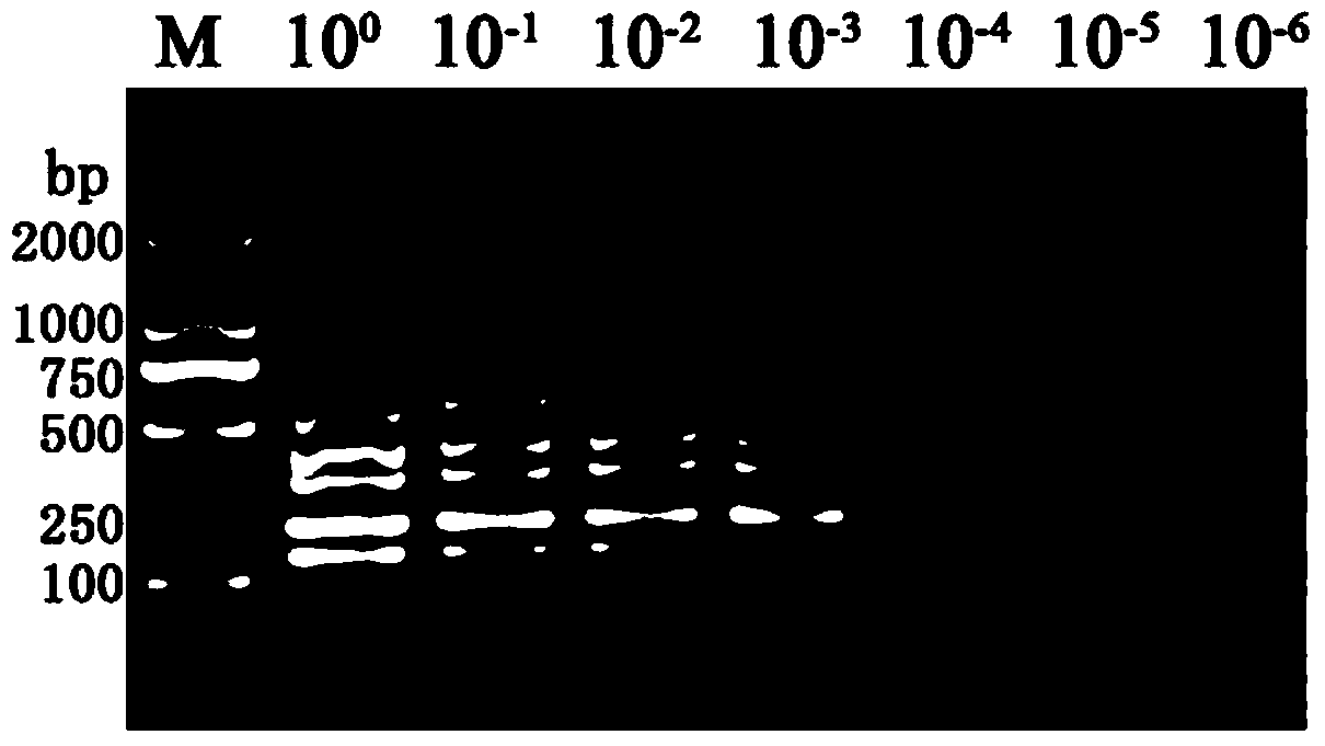 Potato virus detection primers and potato virus detection method