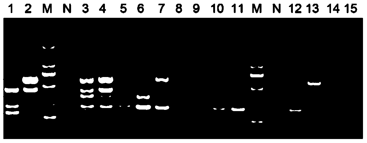 Potato virus detection primers and potato virus detection method