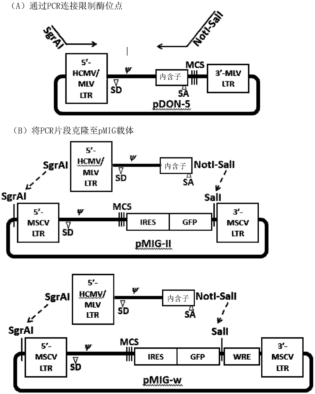 Compositions and libraries comprising recombinant t-cell receptors and methods of using recombinant t-cell receptors