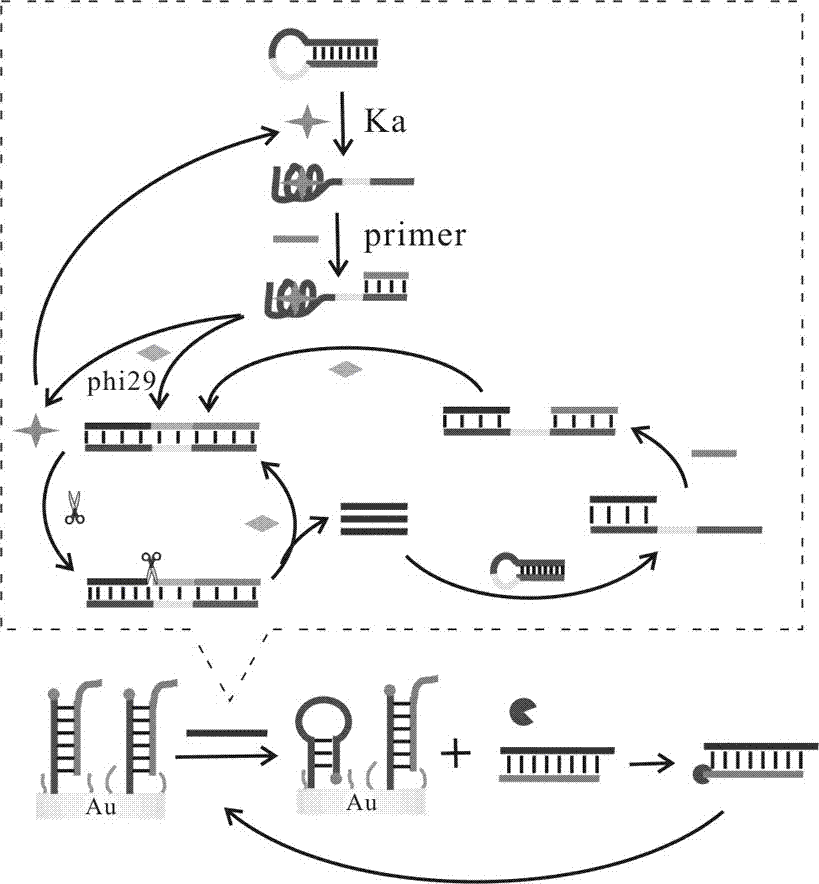 Electrochemical sensor for detection of kanamycin based on nucleic acid aptamer and preparation method thereof