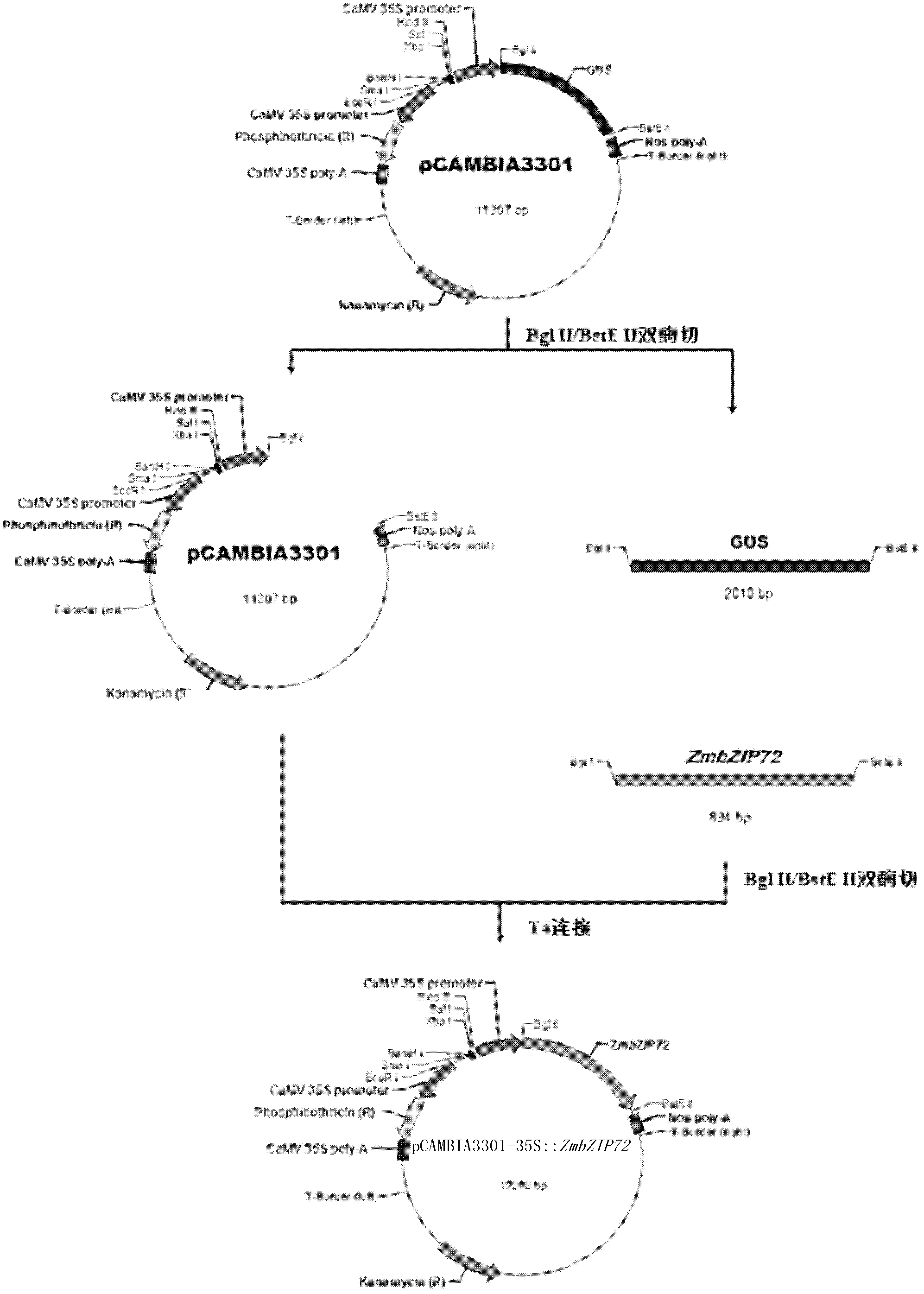 Protein related with plant tolerance and coding gene and applications thereof