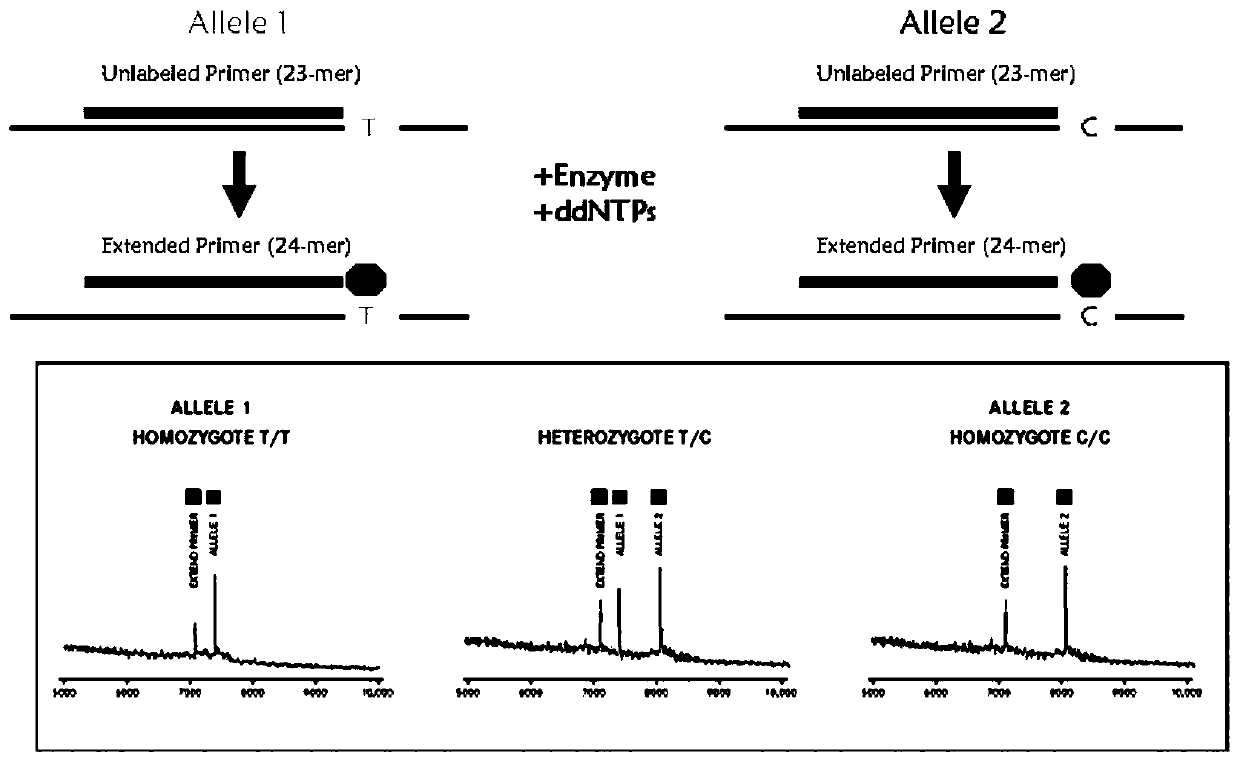 Method for distinguishing individualized medication of ramiprilat by mass spectrometry through detection products