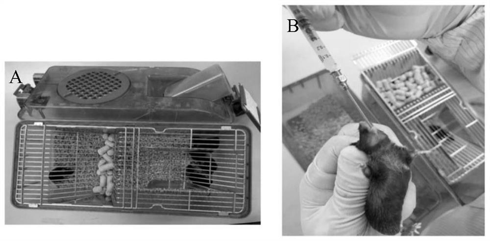 Application of Zhuzhu Darcy in inhibition of gastric mucosa inflammation caused by helicobacter pylori infection